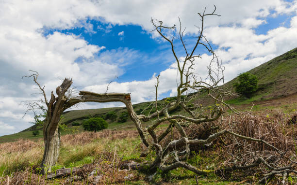 Goathland, Yorkshire, UK. The North York Moors with view of the rolling landscape, and collapsed tree in spring after severe winter between Levisham and Goathland, Yorkshire, UK.