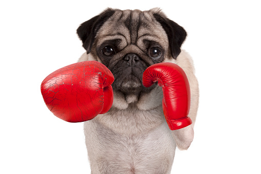 cool-pug-dog-boxer-punching-with-red-leather-boxing-gloves.jpg