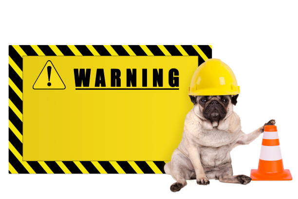 istock pug dog with yellow constructor worker safety helmet and blank warning sign 690005648