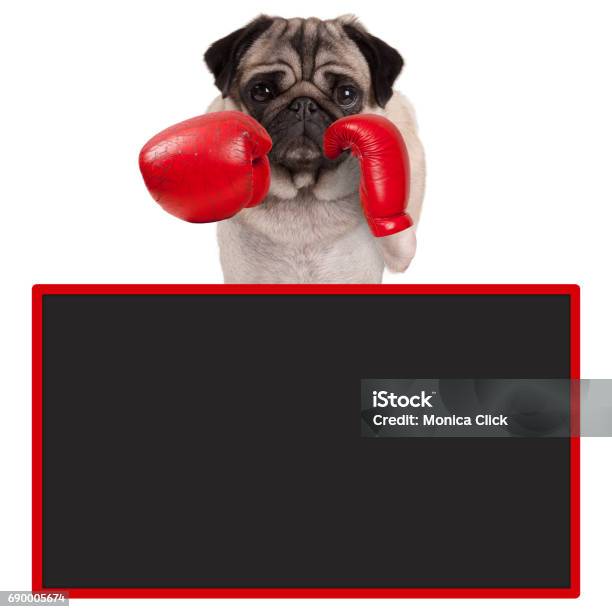 Pug Dog Boxer With Red Leather Boxing Gloves With Blank