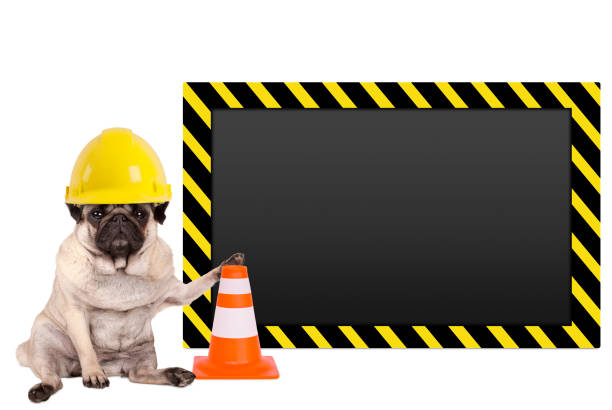 istock pug dog with yellow construction worker safety helmet and blank warning sign 690005678