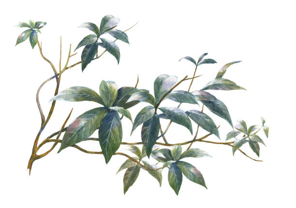 istock watercolor painting of leaves illustration 690008656