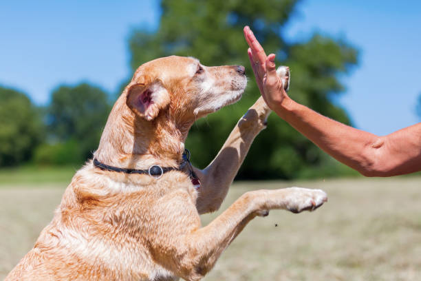 istock woman makes high five with her dog 690009312