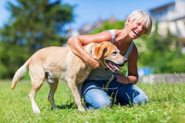 istock mature woman plays with her Labrador Retriever 690009496