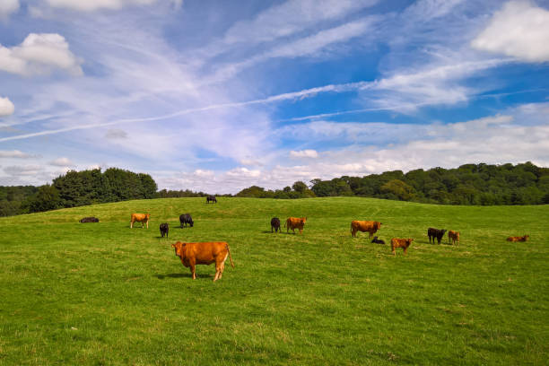 istock Cows and calves in field 690009696