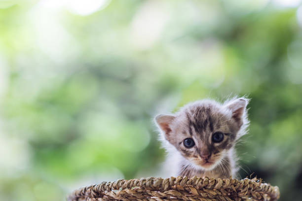 istock Little newborn blue eyes kitten with copy space. 690009820
