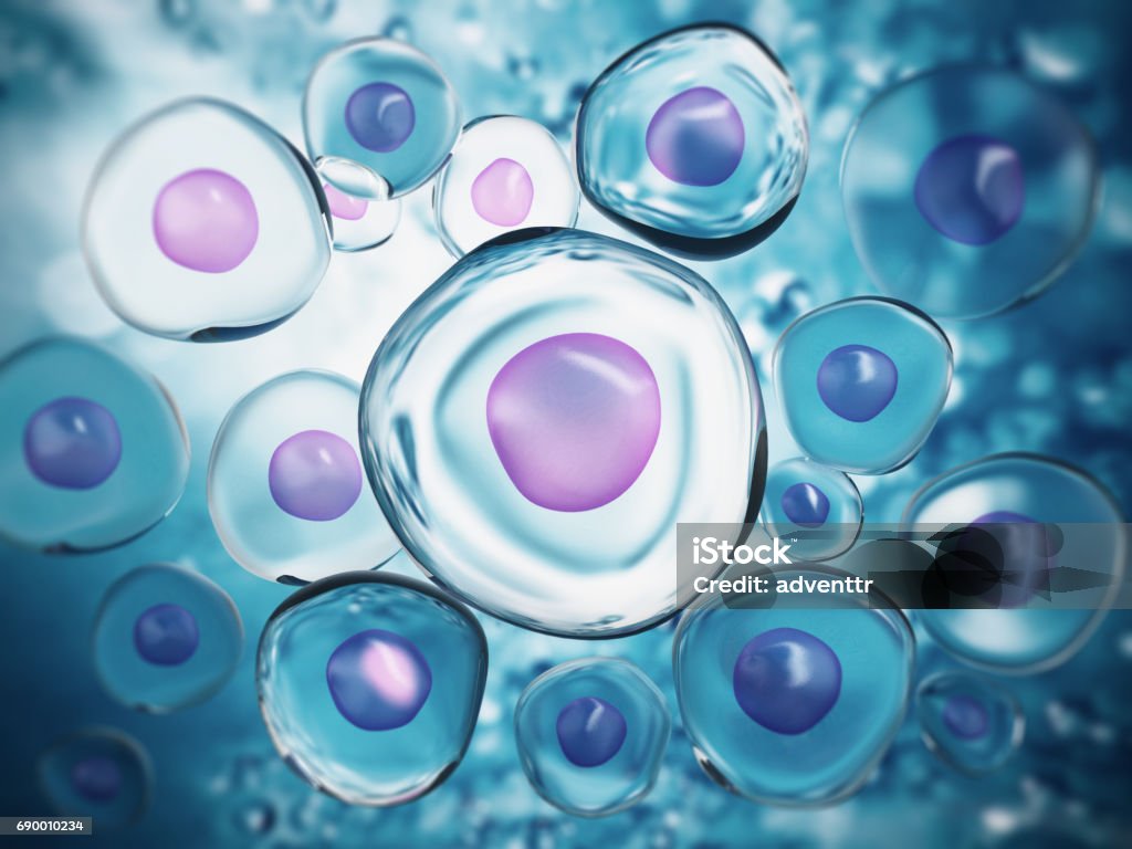 Cells under microscope Cells or embryos under microscope. Biological Cell Stock Photo