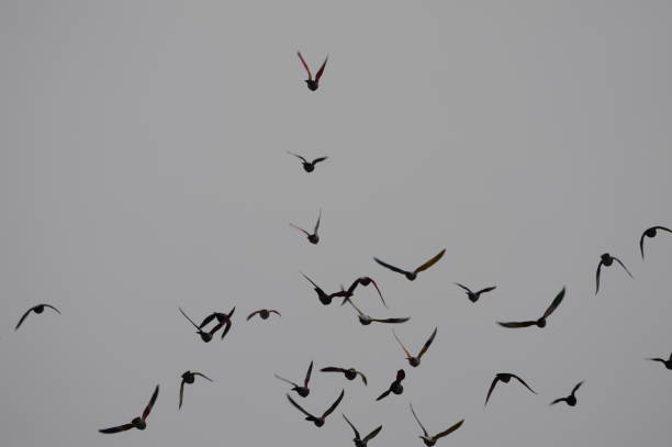 istock Clouds and doves in the Spanish sky 690010918