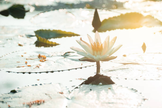 istock lotus flower in sunrise 690010930