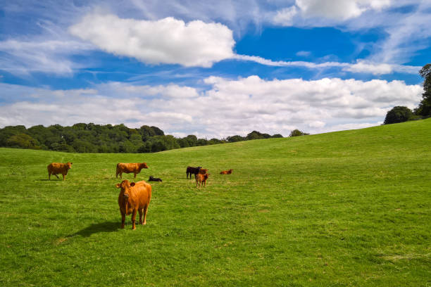 istock Cows and calves in field 690013094