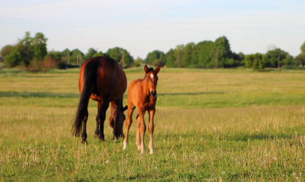 istock colt in the meadow 690013252
