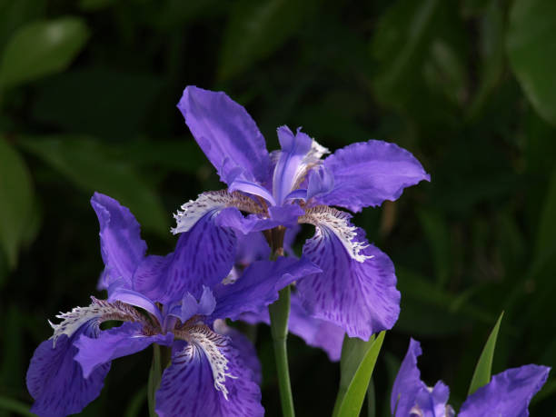 istock Purple flowers of Iris 690016880