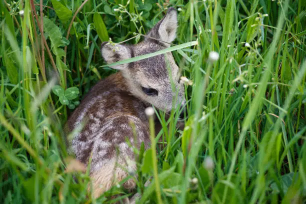Young deer lying on a meadow. Summer fauna and flora.Wildlife.