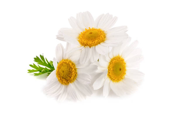 istock Three chamomile or daisies with leaves isolated on white background 690021662