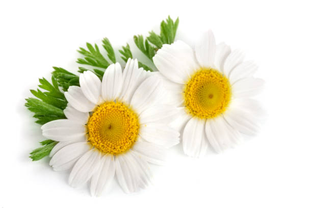 istock two chamomile or daisies with leaves isolated on white background 690021714