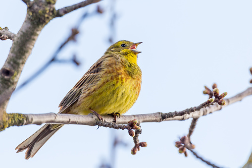 Yellowhammer on a spring tree with buds and flowers.