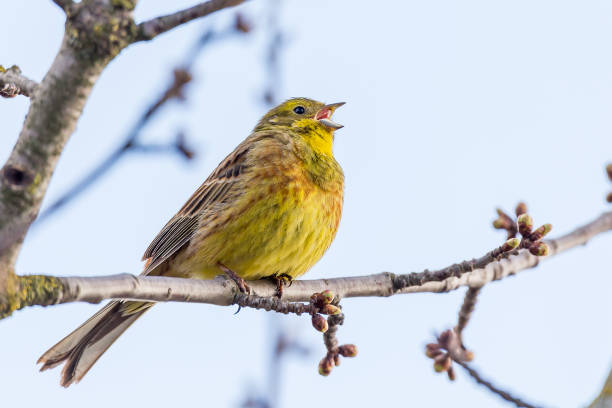 Yellowhammer singing on a spring tree with buds and flowers. stock photo