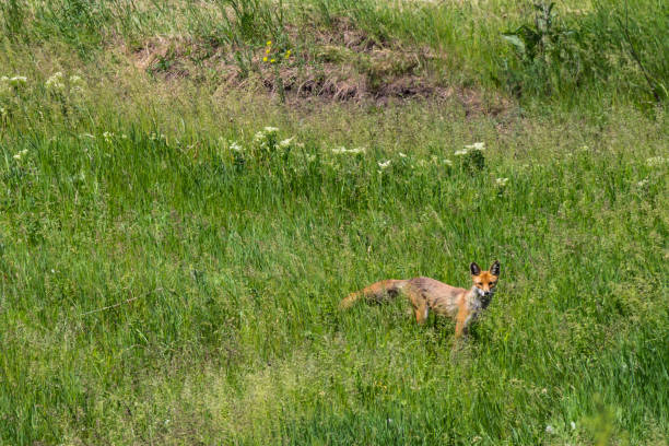 Red fox (Vulpes Vulpes) on green meadow. Fox in the wild