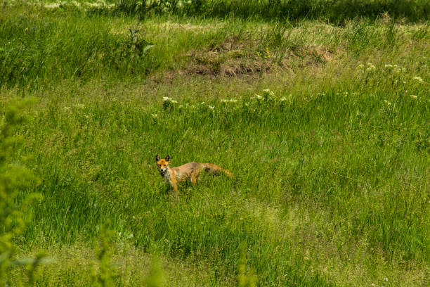 istock Red fox (Vulpes Vulpes) on green meadow. Fox in the wild 690025302