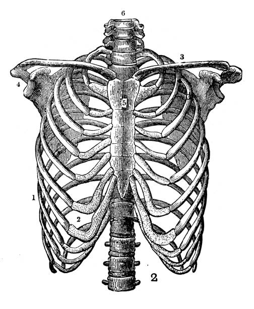 antyczne grawerowanie ilustracji: klatka �żebra - rib cage stock illustrations