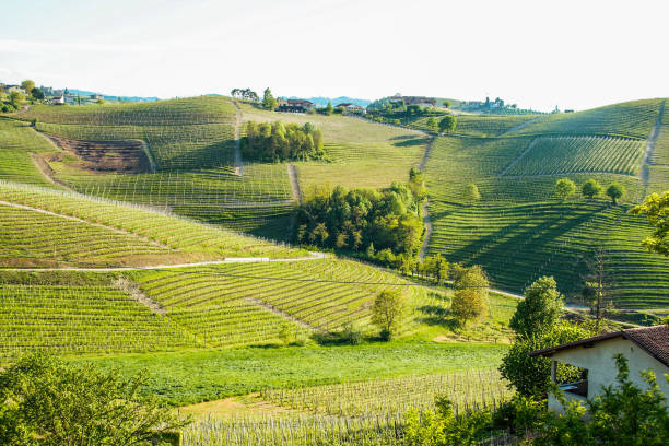 istock Landscape of Langhe 690028478