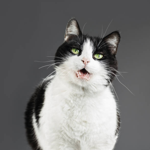 istock Black and white cat with overweight. 690029300