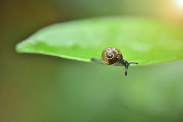 istock closeup snail on green leaf in nature garden. 690032204