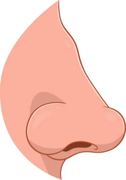 Vector illustration of Nose