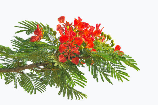 Caesalpinia pulcherrima flower isolated on white background Caesalpinia pulcherrima flower or Peacock flower on white background pride of barbados flower stock pictures, royalty-free photos & images