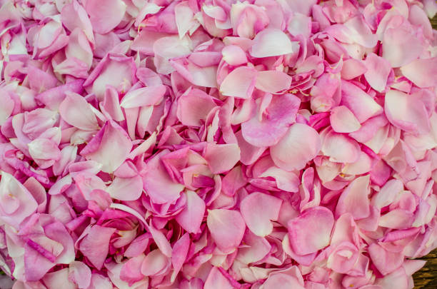 istock Pink rose petals. Background 690035586
