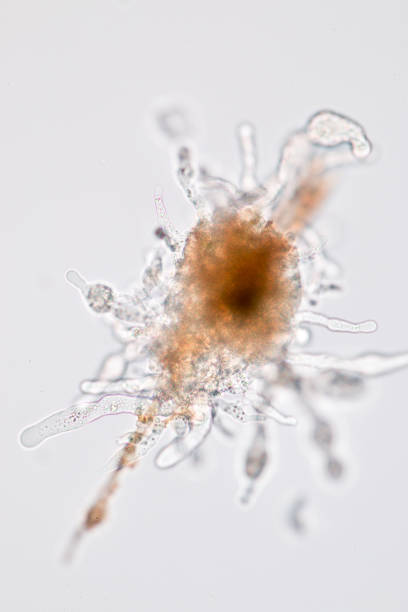 istock Amoebae move and feed by using pseudopods, which are bulges of cytoplasm formed by the coordinated action of actin microfilaments pushing out the plasma membrane that surrounds the cell. 690039202