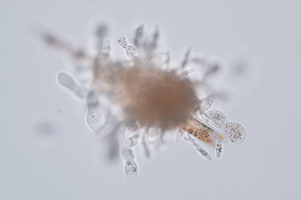 istock Amoebae move and feed by using pseudopods, which are bulges of cytoplasm formed by the coordinated action of actin microfilaments pushing out the plasma membrane that surrounds the cell. 690039224