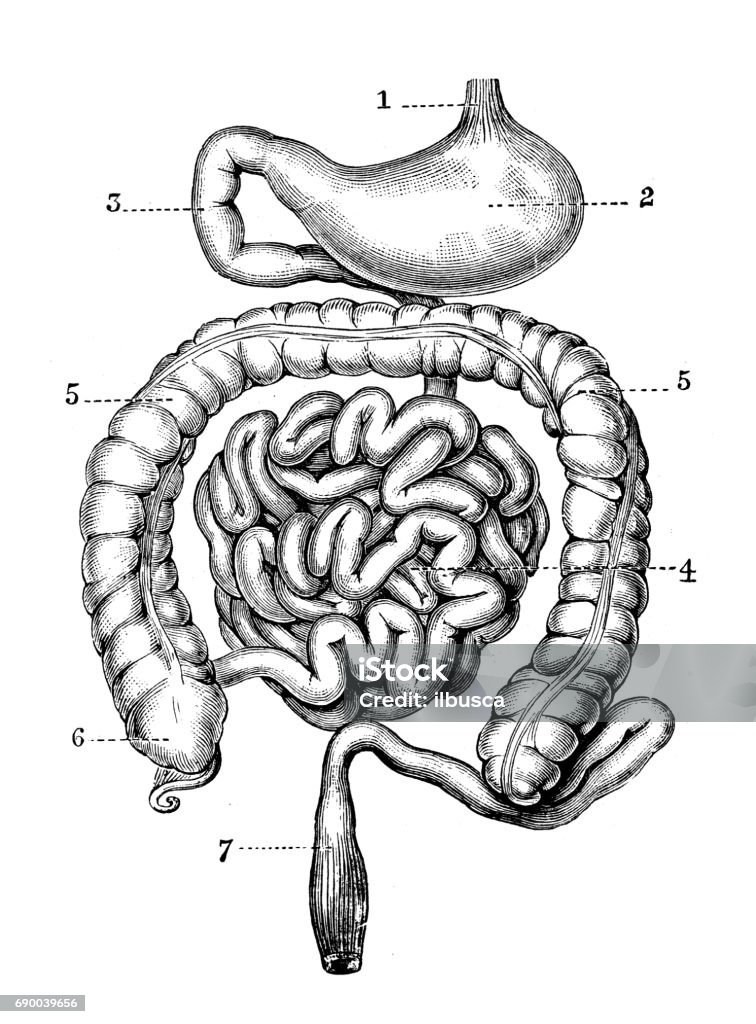 Antique engraving illustration: Stomach and intestines Intestine stock illustration