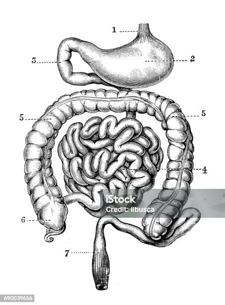 Antique Engraving Illustration Stomach And Intestines Stock Illustration - Download Image Now