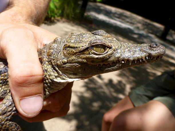 istock baby crocodile held in hand 690040124