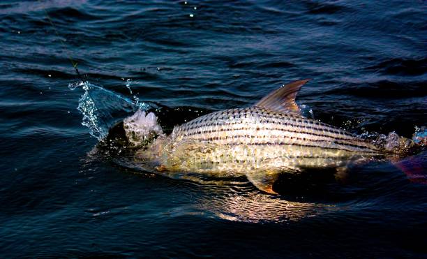 186 Tiger Fish Hunting Stock Photos, Pictures & Royalty-Free Images - iStock