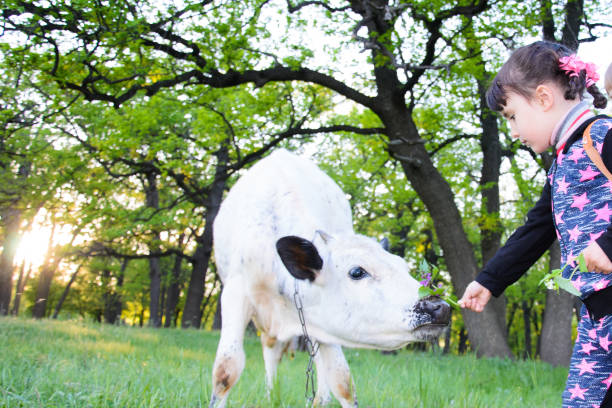 istock Children play with a bull in the forest. cattle 690043802