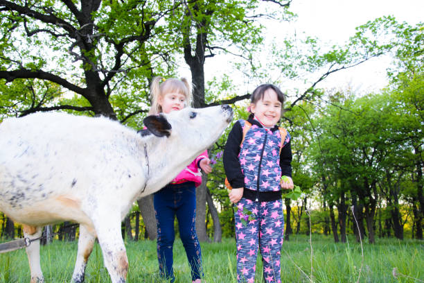 istock Children play with a bull in the forest. cattle 690043812