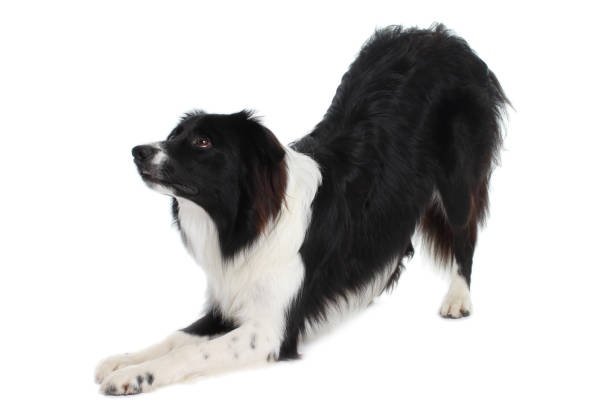 istock Border Collie dog bend down 690043958