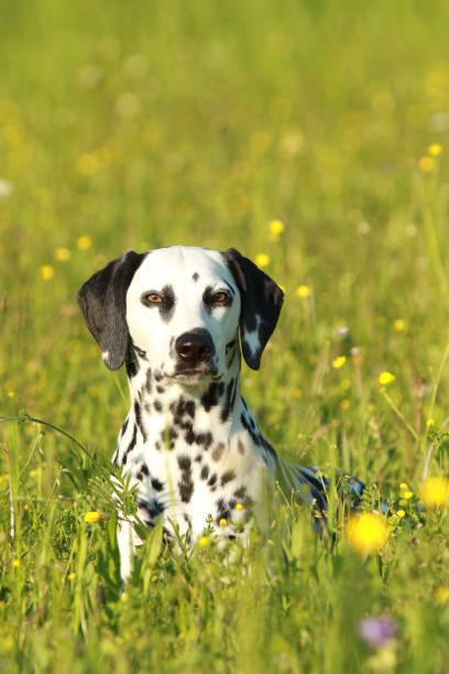 istock Dalmatian dog sitting in meadow 690044174