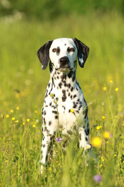 istock Dalmatian dog running across meadow 690044354