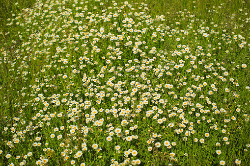 Chamomile flowers on a meadow in summer, blooming chamomile field