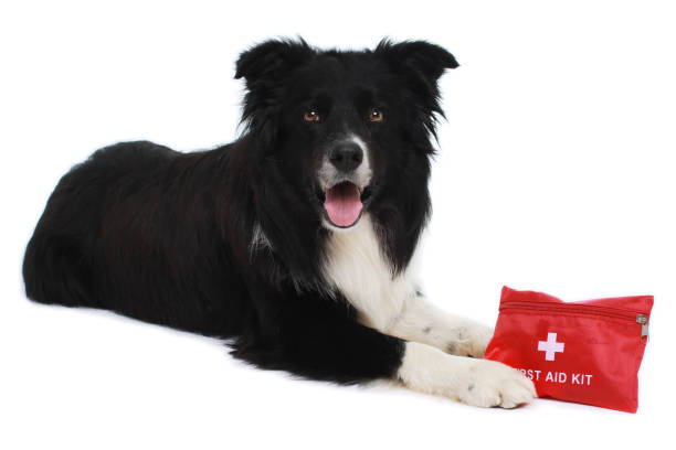 grazioso border collie con kit di pronto soccorso al coperto - dog first aid first aid kit assistance foto e immagini stock