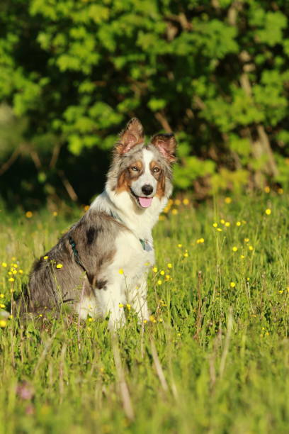 istock Australian shepherd sitting in the grass outdoor 690046644