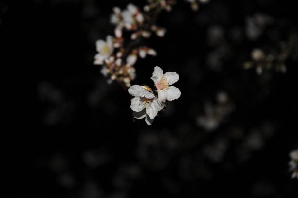 istock Almond blossom in Spain 690047158