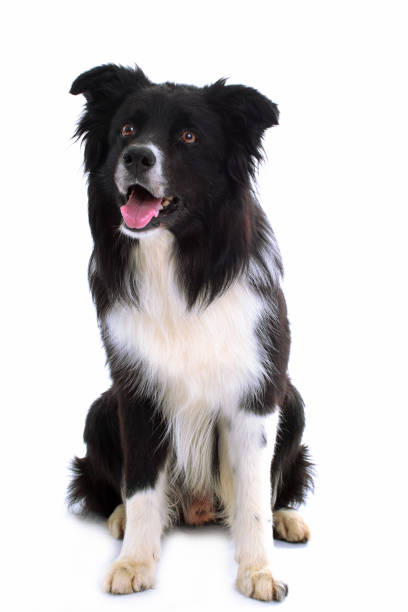 istock Border collie dog sitting on white background 690050294