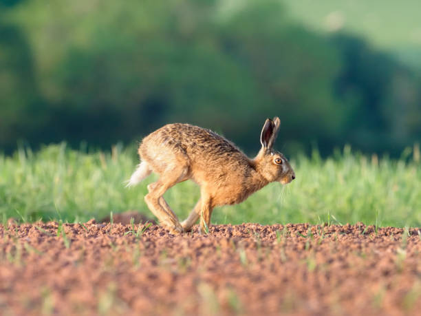 istock European brown hare, Lepus europaeus 690050350