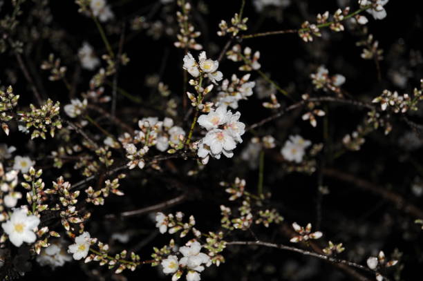 istock Almond blossom in Spain 690050462