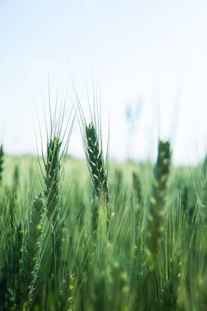 istock Green field of wheat 690050500