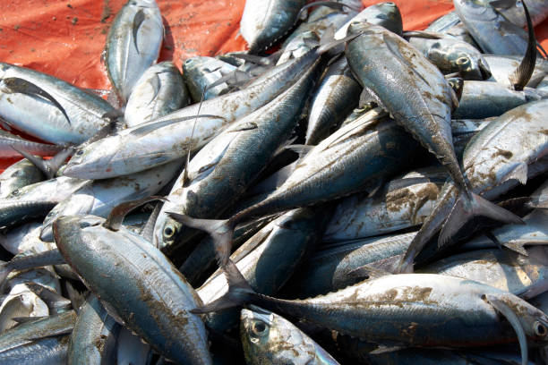 istock Freshly fished black tuna at a beach 690054724